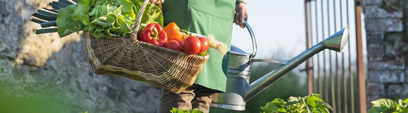 Quelle association potagère serait bénéfique pour vos légumes ?